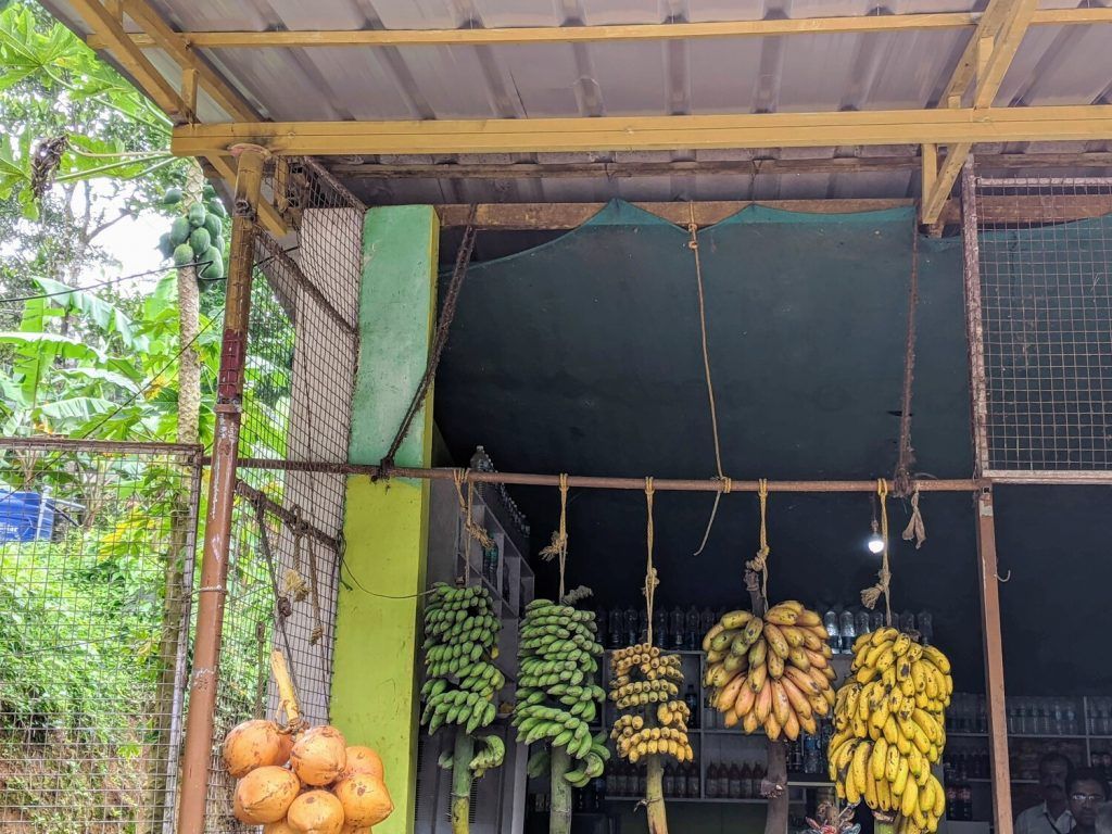 Four types of bananas are displayed in a market setting, showcasing different sizes and colors.